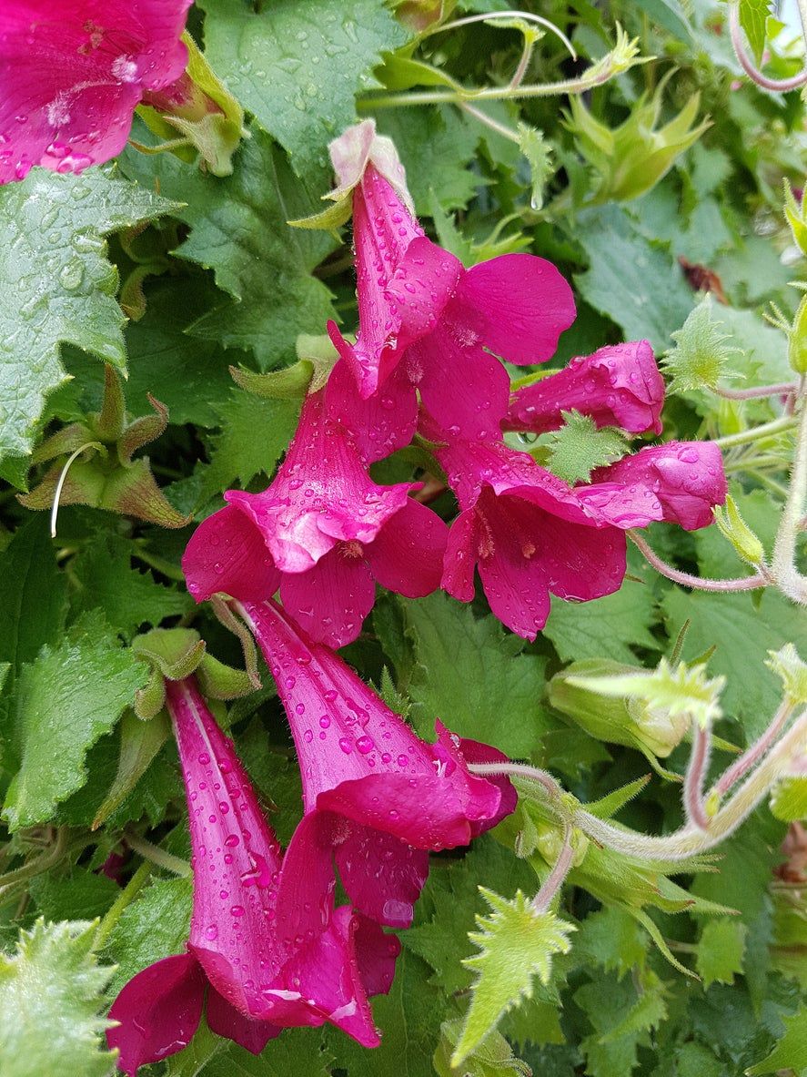 Creeping Gloxinia Plant