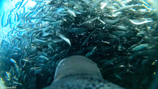 Screenshot from an underwater video of a Gentoo penguin feasting on sardines in the Beagle Channel, Argentina