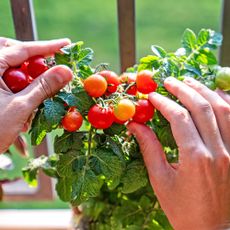 Harvesting cherry tomatoes from indoor plants