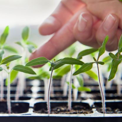 hand petting seedling in black tray of tomato seedlings