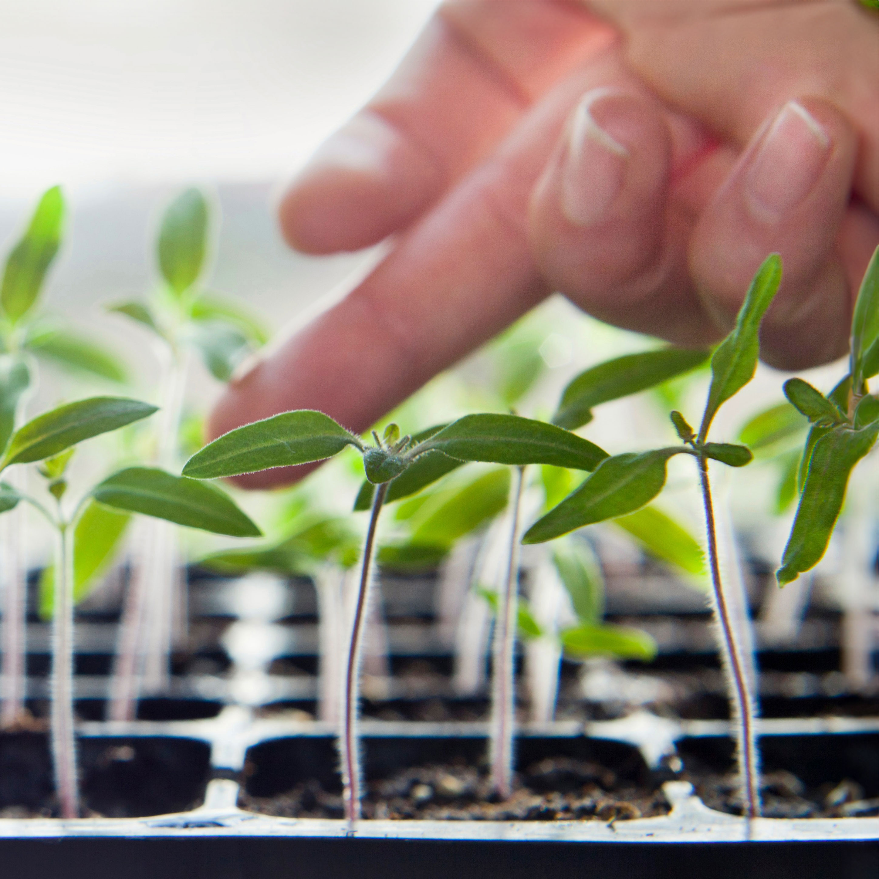 hand petting seedling in black tray of tomato seedlings