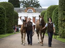 FSP_Frankel_foal_0008.jpg