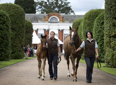 FSP_Frankel_foal_0008