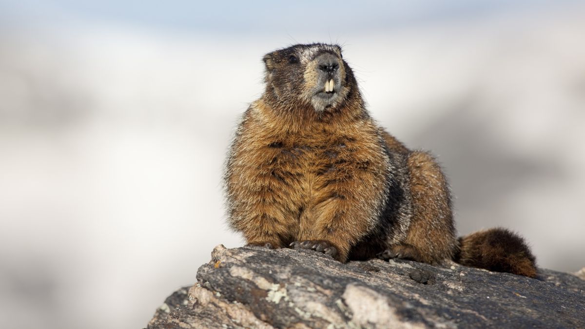 Hiker at Rocky Mountain National Park learns the hard way: don't pet ...