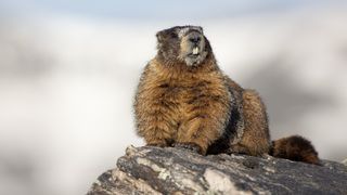Marmot on rock at Rocky Mountain National Park