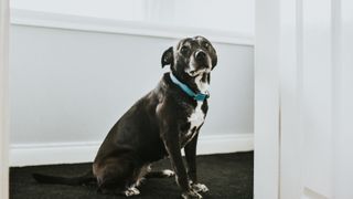 A senior black dog wearing a blue collar