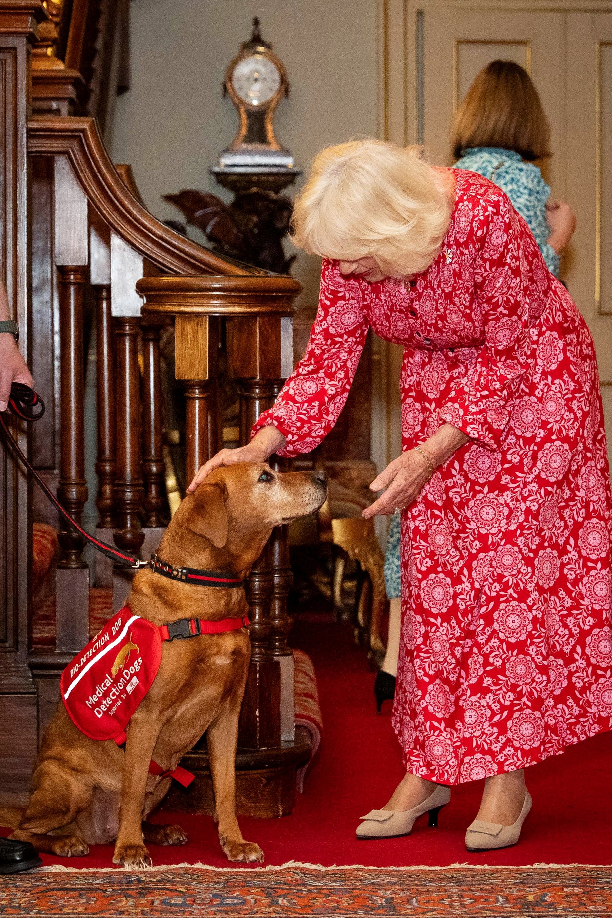 Queen Camilla petting a dog