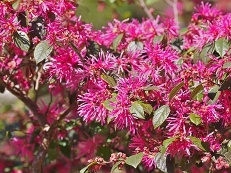 Pink Loropetalum Chinese Fringe Shrubs