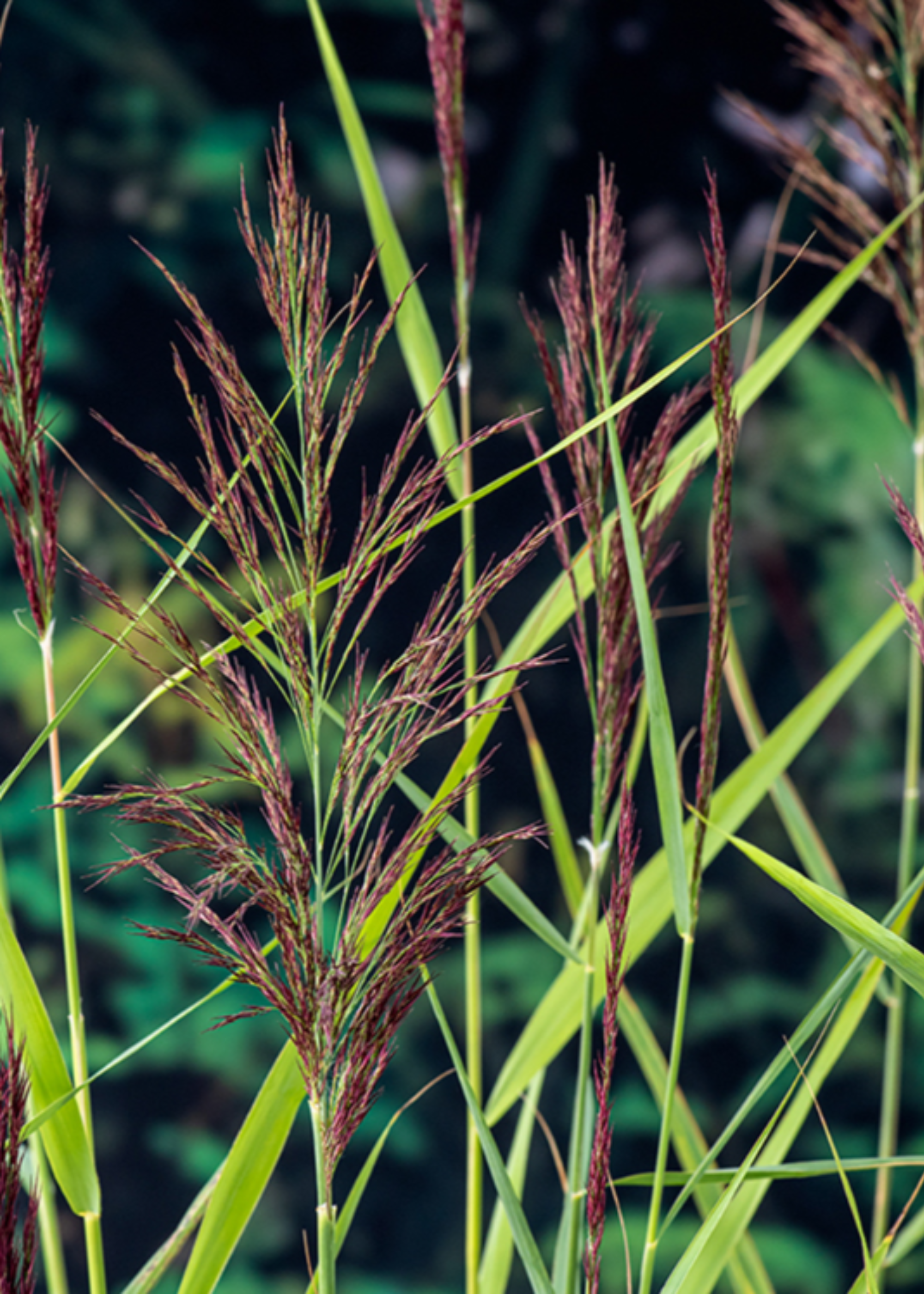 A close-up of a reed plant