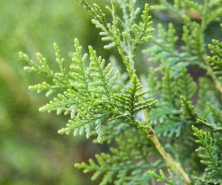 Emerald Petite Arborvitae