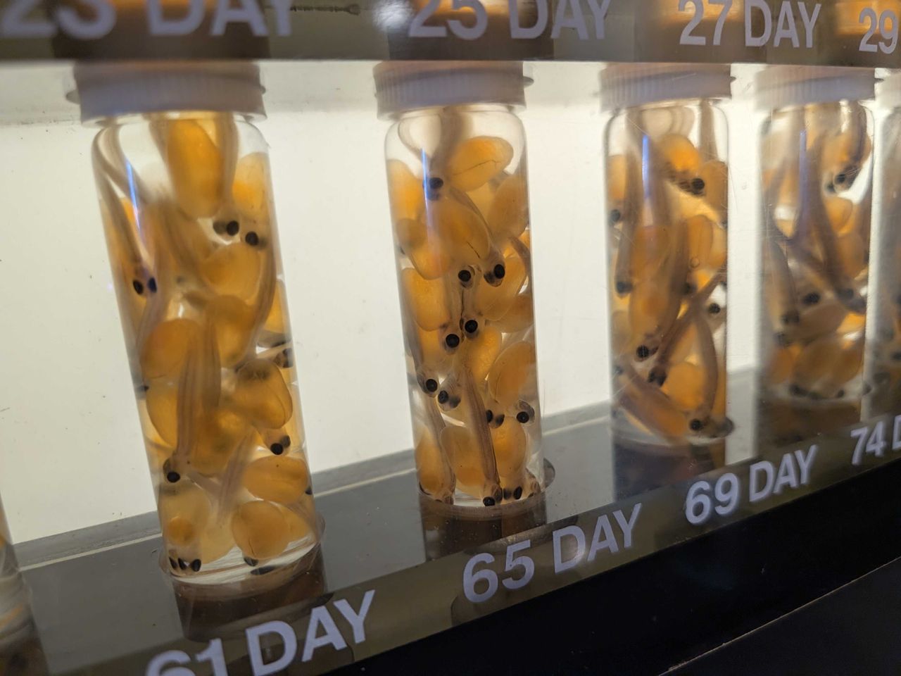 Baby fish in tubes