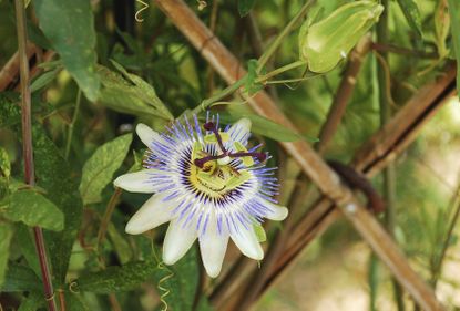 Passion Flower