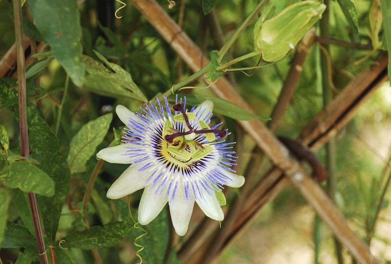 Tips & Information about Passion Flower Gardening Know How