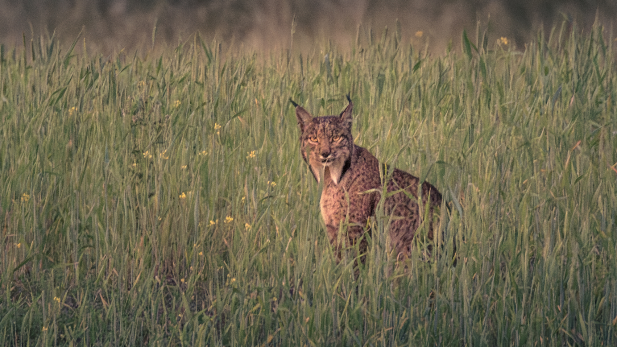 An Iberian lynx emerges from the long grass in the Matachel Valley, Spain