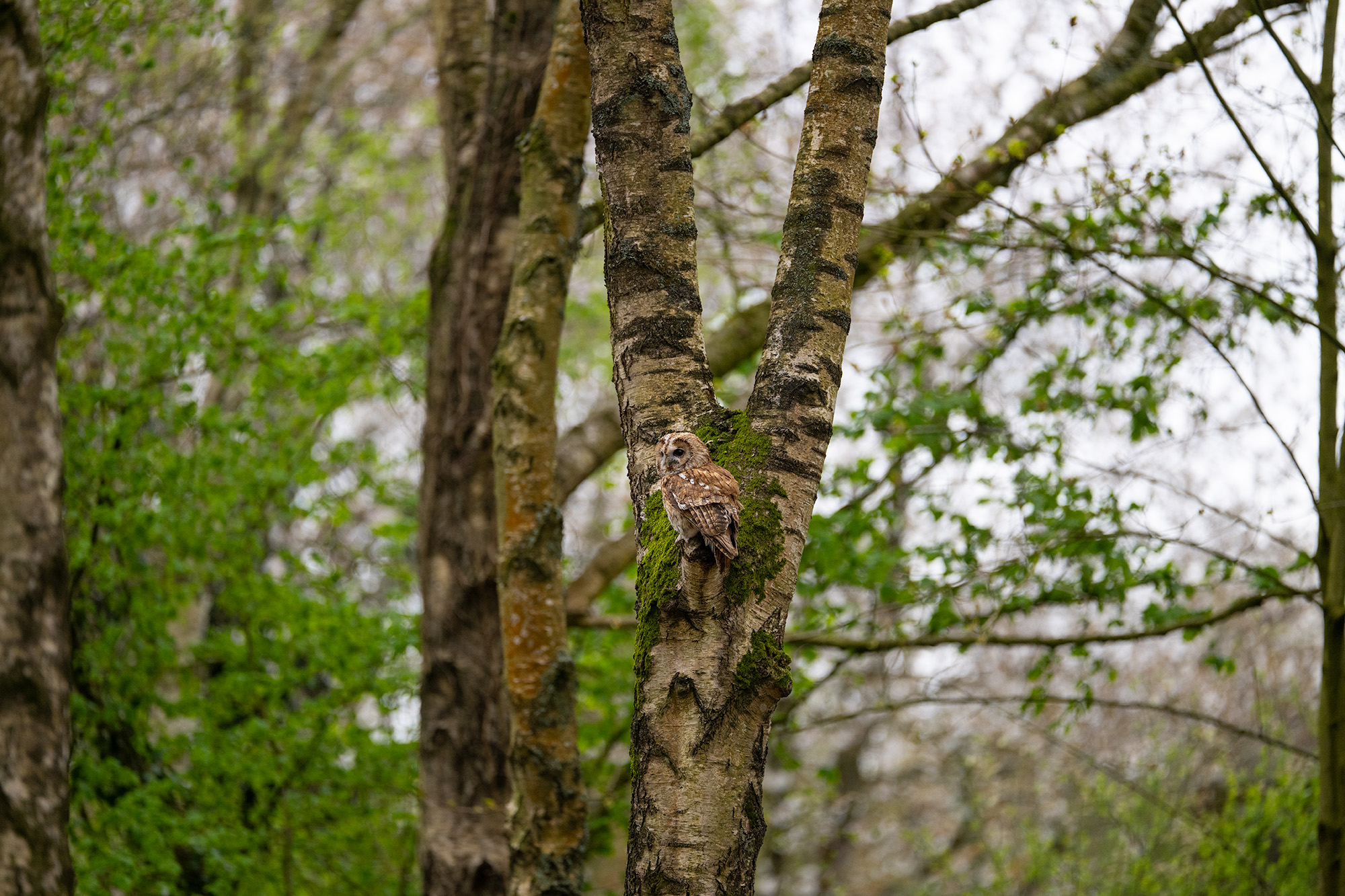 Tawny owl sat in tree