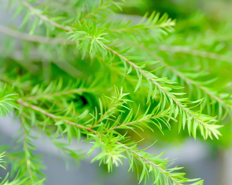 Best backyard trees 10 choices for yards big or small Gardeningetc