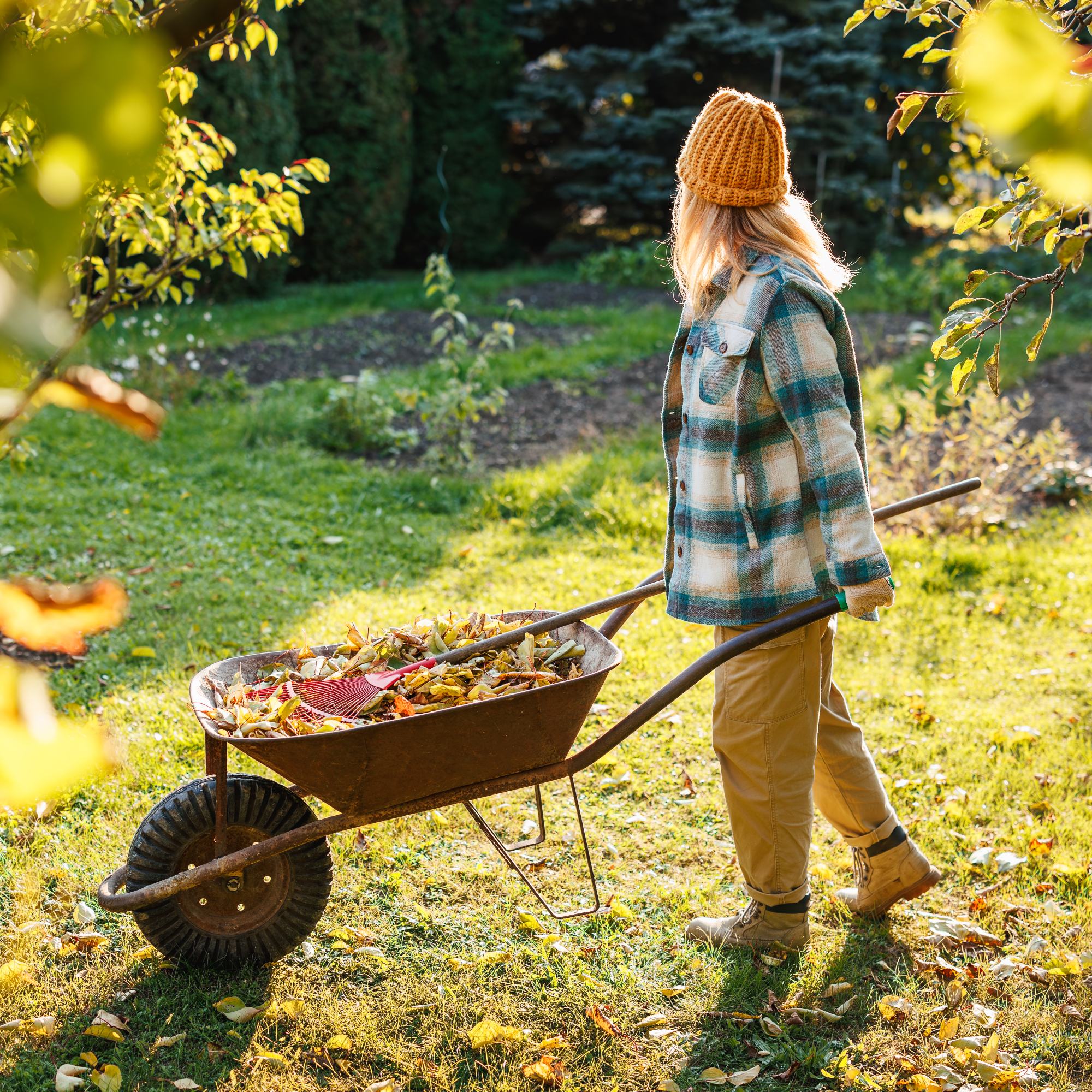 woman pushing wheelbarrow in fall garden