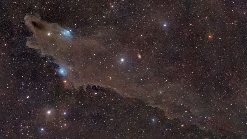 A huge cloud of dark brown gas is pictured hanging against a colourful starfield. The left section of the cloud takes the form of a gaping shark&#039;s may as seen from the side, with a bright star forming its eye, while the remainder forms the body to the right of the image with a suggestion of dorsal and pectoral fins.