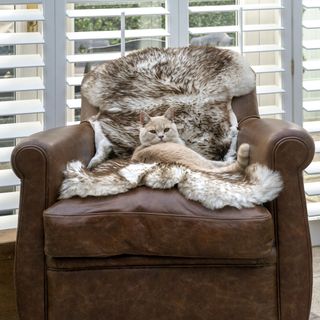armchair with cosy seat and cat