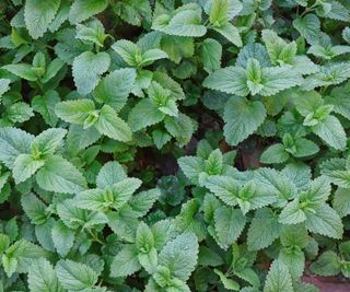 Lemon balm plant from above