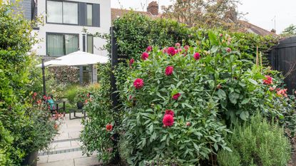  View across a densely planted flower border, shrubs and foliage plants, and red and orange dahlias, to a patio with sun umbrella. A garden makeover, for the garden of a four bedroom 1930s terraced house in North London, home of Pauline Hamilton and her son Jamie Waterlow.