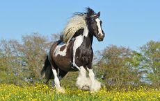 K8R52X Irish Cob horse cantering in the field