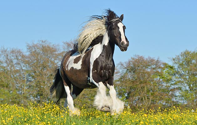 K8R52X Irish Cob horse cantering in the field