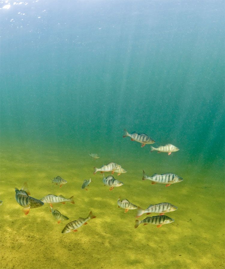 shoaling perch fish