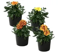 The Three Company Live Flowering Marigold - 4 Pack 