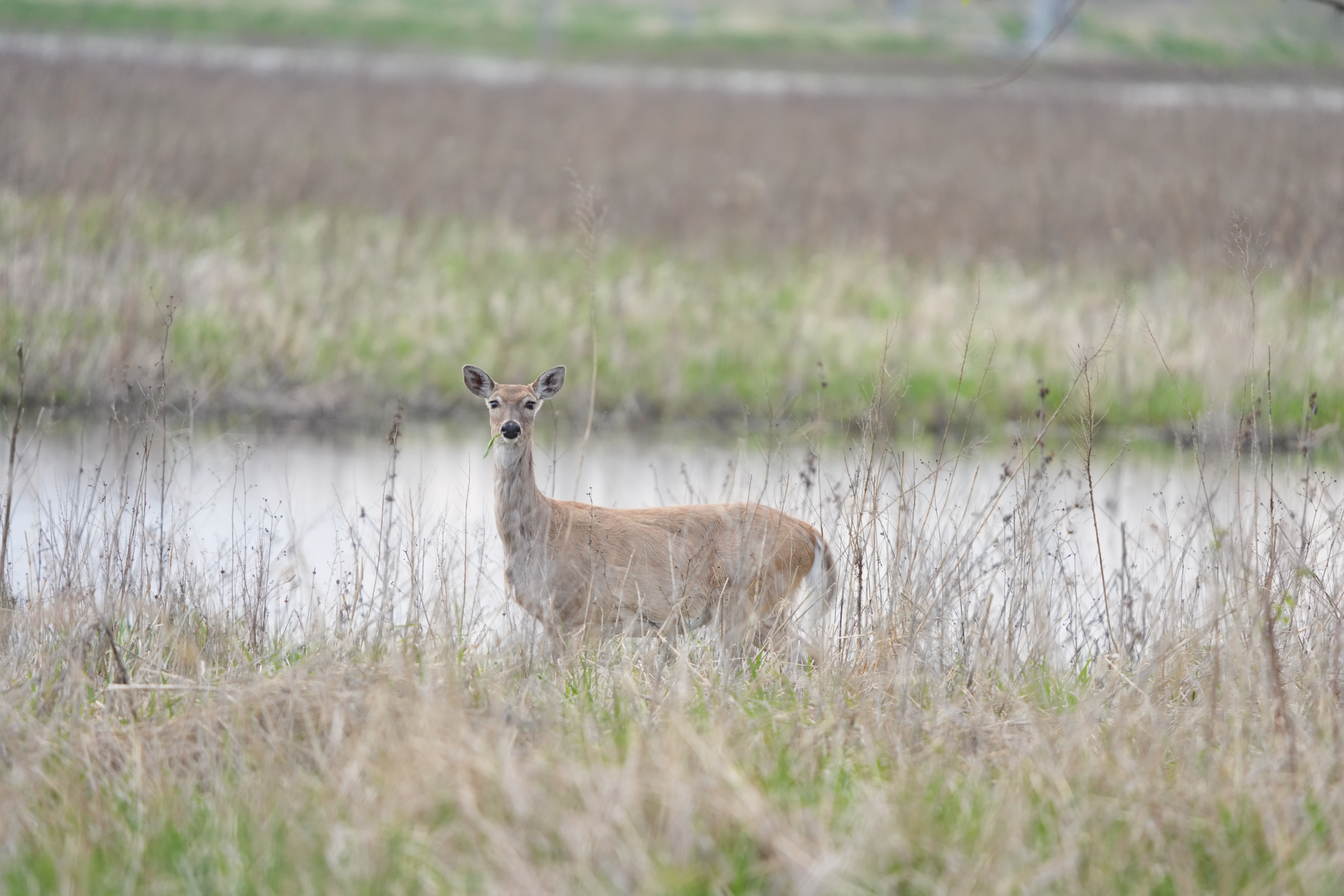 Wildlife images shot on the Sony A7R VI, unedited JPEG with slight resize to 7K pixels wide for web upload