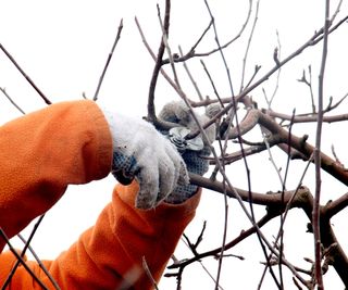 Pruning a tree in fall with pruning shears