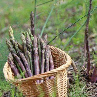 Purple asparagus in a vegetable garden