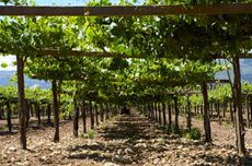 Finca Arantei, Bodegas La Val