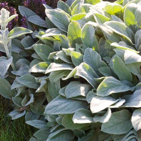 Helene Von Stein' Lamb's Ears 1 Gallon (pack of 4)