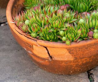 cracked pot with succulents