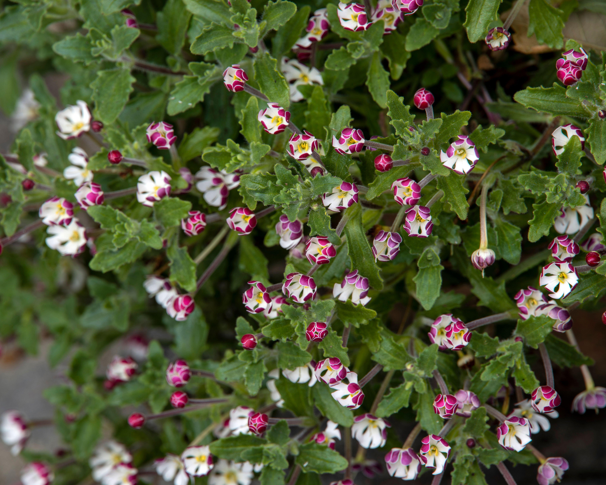 Night scented phlox