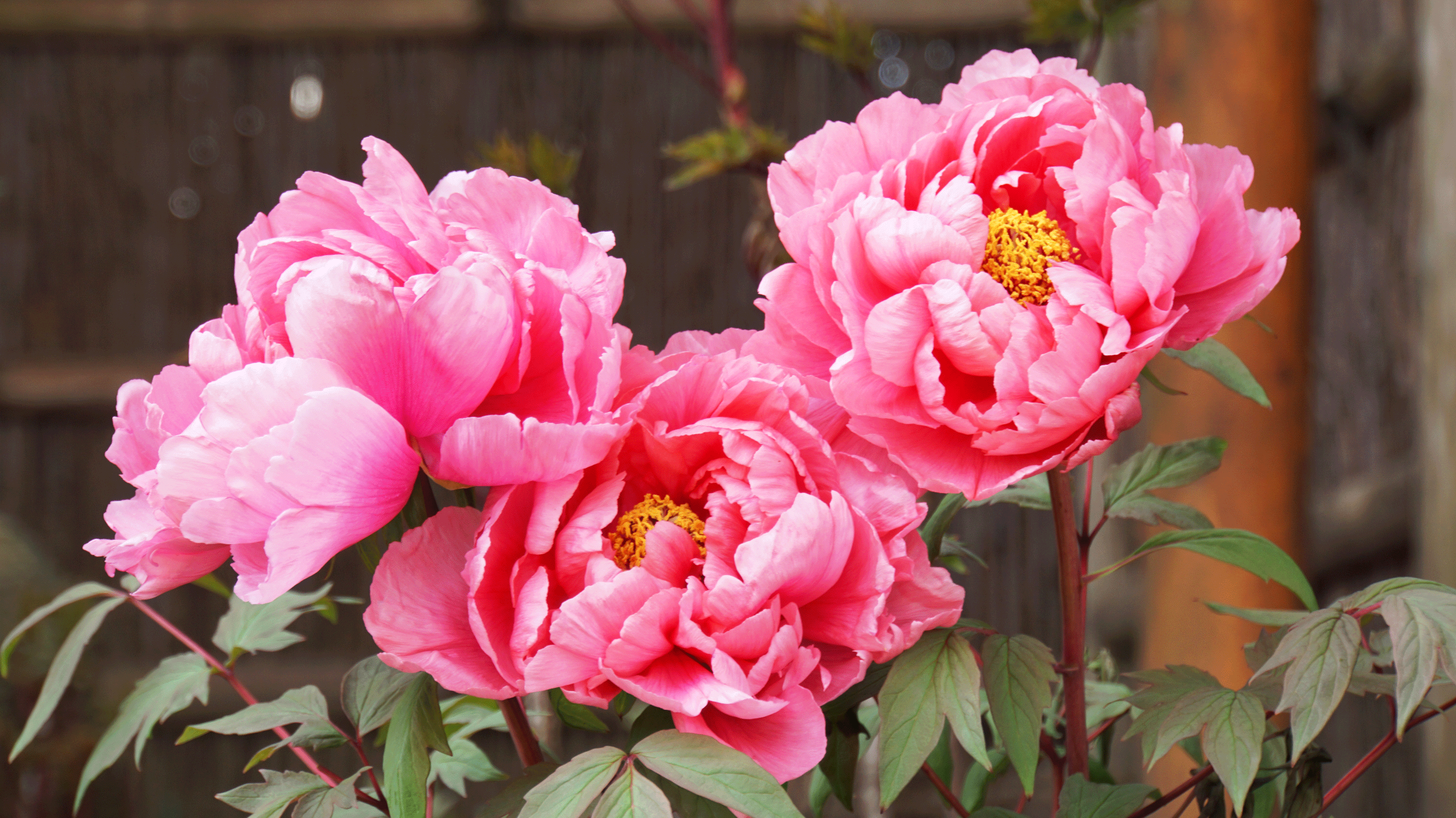 Pink peonies