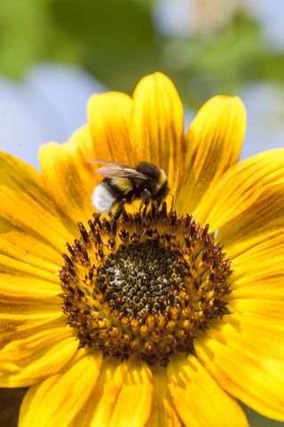bee on sunflower bloom
