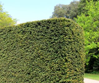 A yew hedge in an ornamental garden