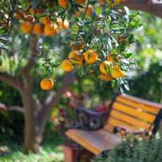 Orange tree and bench in a backyard