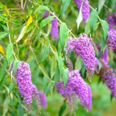 Butterfly bush flowers