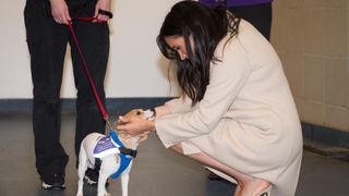 Meghan, the Duchess of Sussex meets a Jack Russell called "Minnie" during her visit to the Mayhew, an animal welfare charity on January 16, 2019 in London, England. This will be Her Royal Highnesses first official visit to Mayhew in her new role as Patron