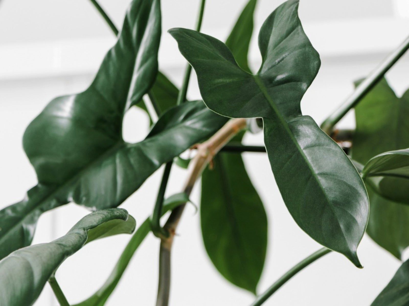Philodendron Bipennifolium Info: Tips On Caring For Fiddleleaf  Philodendrons | Gardening Know How