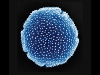 A pollen grain from modern-day southern beech trees that grow in New Zealand. Ancient Antarctica would have hosted similar trees.