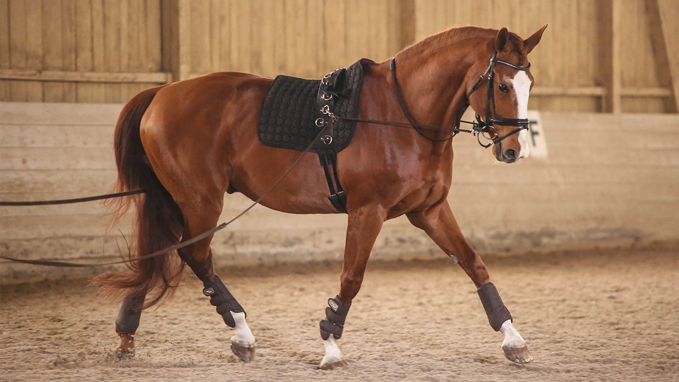Horse being lunged in the correct lunging equipment
