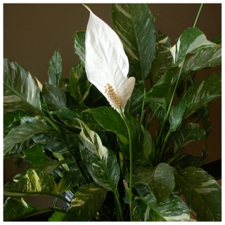 A Domino Variegated Peace Lily from Garden Goods Direct