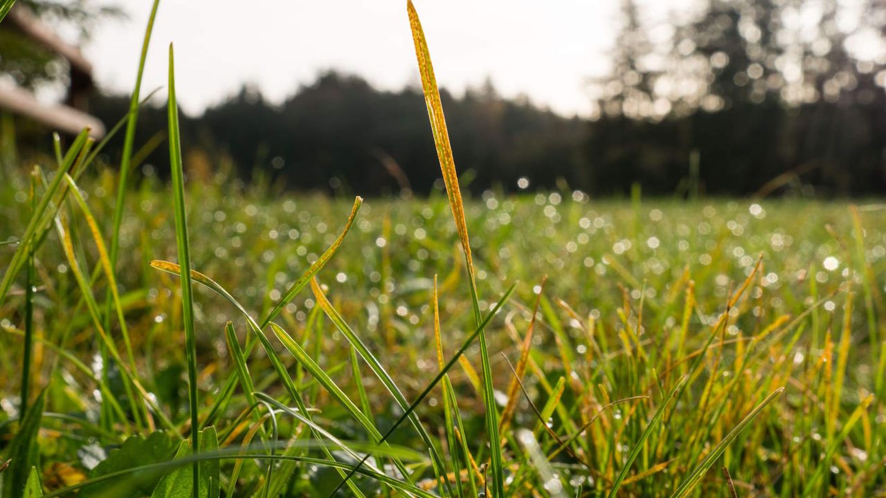 Yellow foliage caused by lawn rust