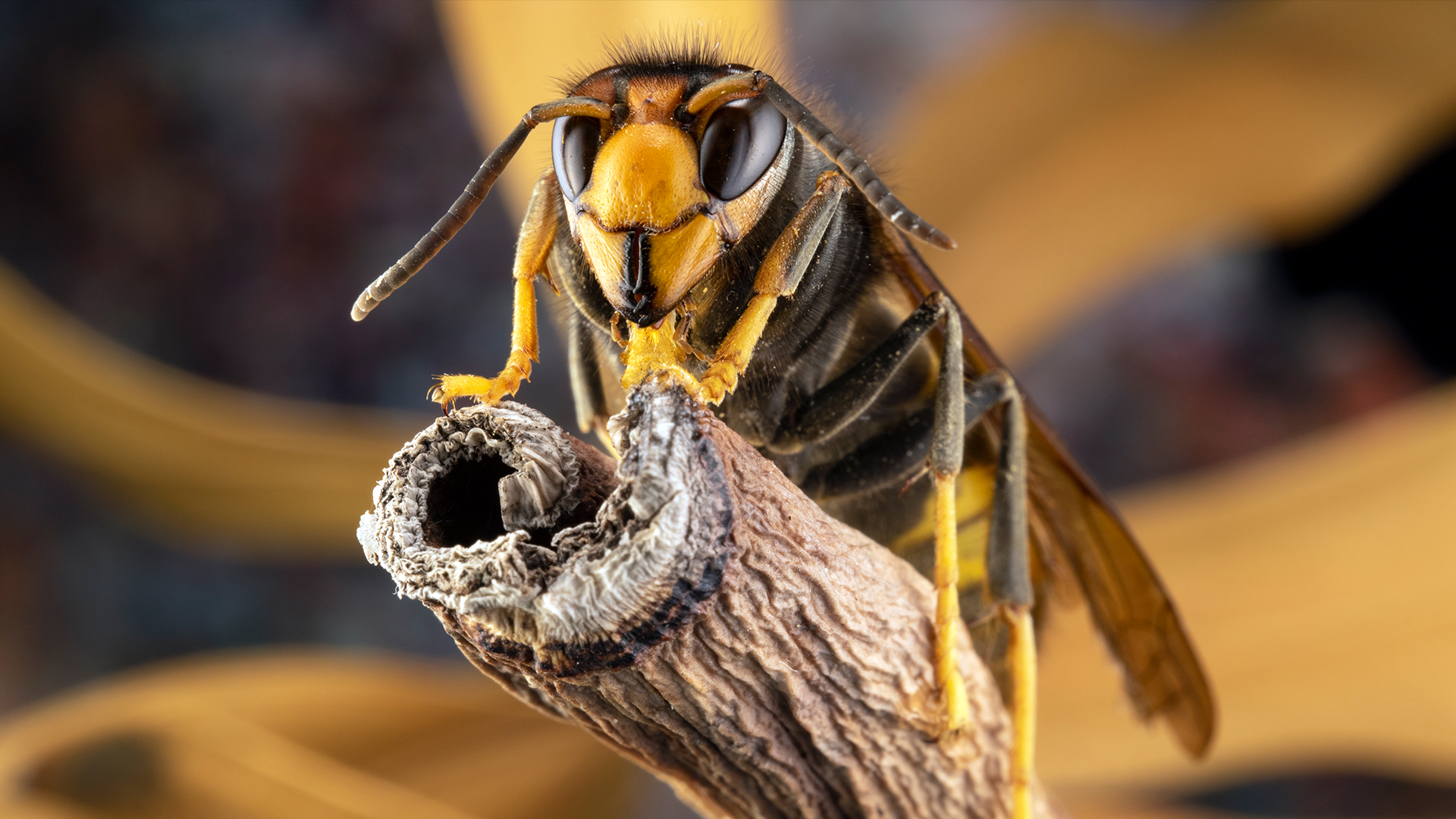 Asian hornet perched on twig.