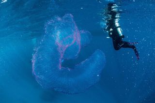 A scuba diver off Queensland, Australia, captured this image of what seems to be strings of squid eggs held together by a gelatinous material.