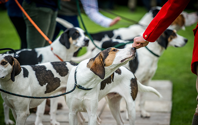One huntsman gets a nudge during the judging of the Fellhound classes